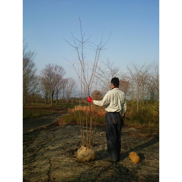 ヤマザクラ 山桜株立ち 樹高2・5m /【Buyee】 Buyee - Japanese Proxy