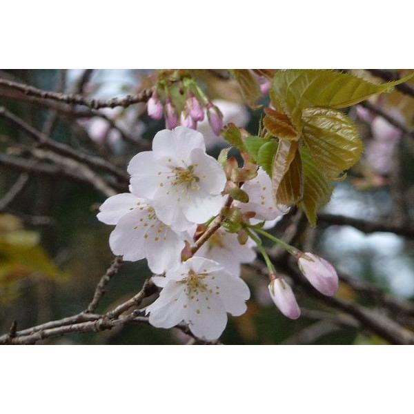 ヤマザクラ 山桜株立ち 樹高2・5m /【Buyee】 Buyee - Japanese Proxy