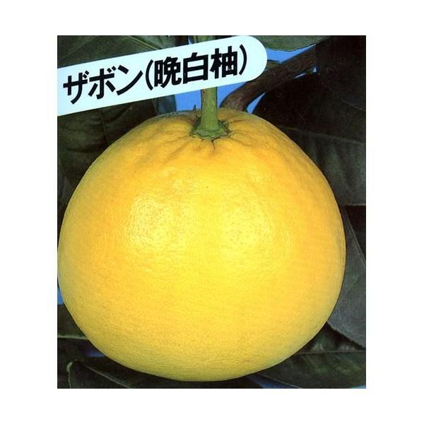 晩白柚☆様×4 Amazon.co.jp: 晩白柚 1玉 3-4Lサイズ 約1.5kg 熊本県八代産