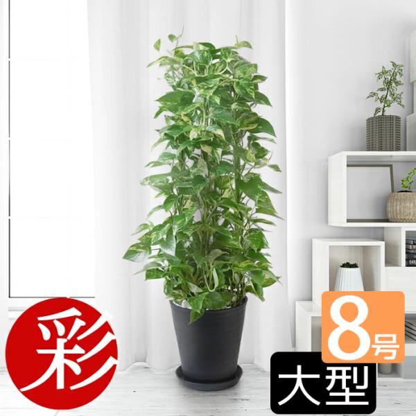 観葉植物 本物 ポトス タワー仕立て セラアート鉢 8号鉢 大型