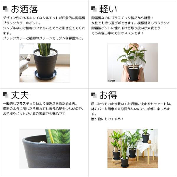 観葉植物 本物 ポトス タワー仕立て セラアート鉢 8号鉢 大型 観葉植物 本物 ポトス タワー仕立て セラアート鉢 8号鉢 大型