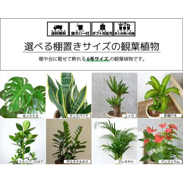 観葉植物 6号鉢 種類 選べる 鉢カバー付きセット 中型 モンステラ