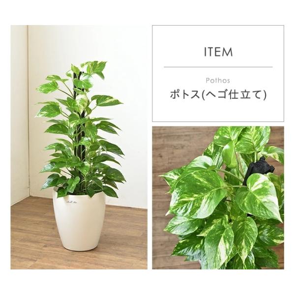 観葉植物 7号鉢 種類 選べる 鉢カバー付きセット パキラ モンステラ ポトス サンスベリア ユッカ ゲッキツ メキシコケンチャヤシ ウンベラータ  幸福の木 /【Buyee】 Buyee Japanese Proxy Service Buy from Japan!