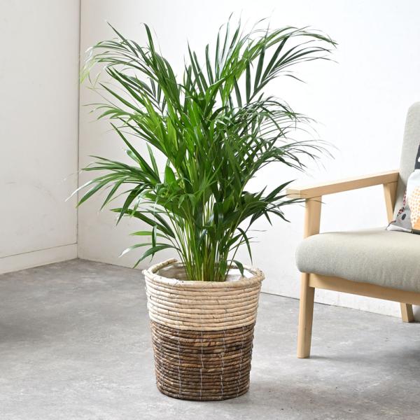 観葉植物 本物 アレカヤシ 8号鉢 選べる鉢カバー付 セット 大型 通販