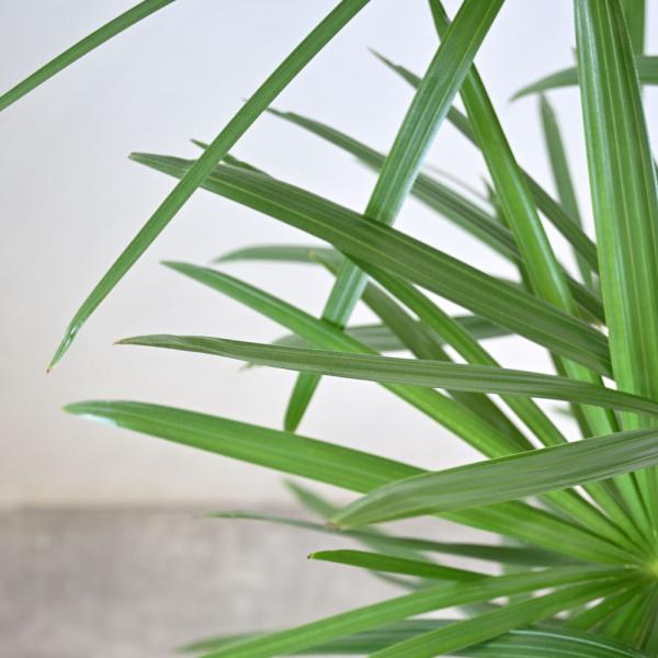 観葉植物 本物 棕櫚竹 シュロチク 8号鉢 鉢カバー 付き セット 大型