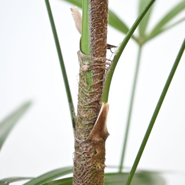 観葉植物 本物 棕櫚竹 シュロチク 8号鉢 選べる鉢カバー付 セット 大型