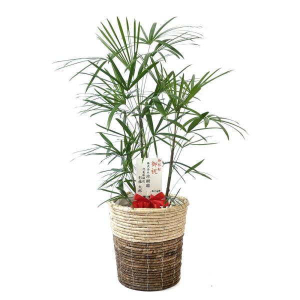観葉植物 本物 棕櫚竹 シュロチク 8号鉢 鉢カバー 付き セット 大型