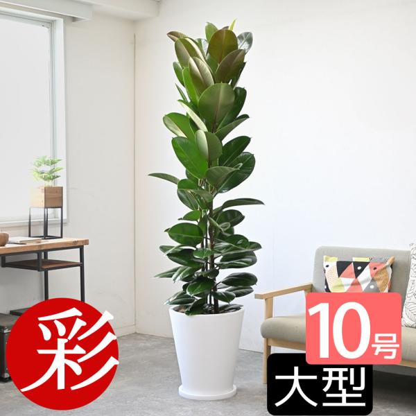 楽天市場】フィカス ベンガレンシス 6号 曲がり 白鉢【ミドル