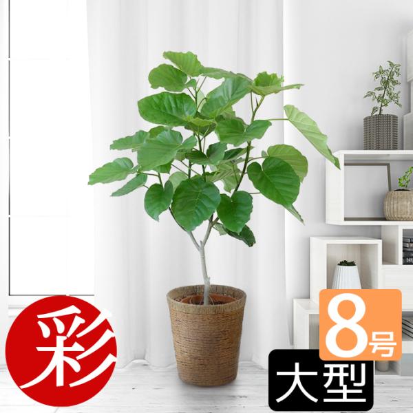 楽天市場】フィカス・ウンベラータ（小さいのに幹太！）観葉植物