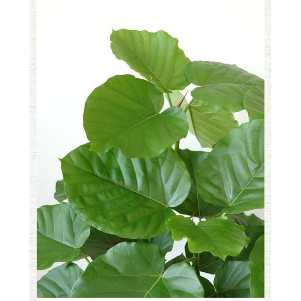 観葉植物 本物 フィカス ウンベラータ 直幹樹形 8号鉢 大型 室内用