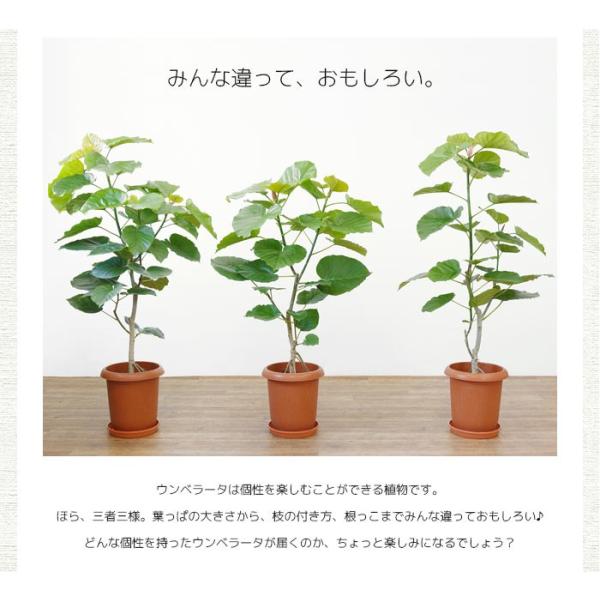 【ryuya】【直接取引のみ】フィカス ウンベラータ 約1.6メートル 観葉植物 本物 フィカス ウンベラータ 直幹樹形 8号鉢 大型 室内用