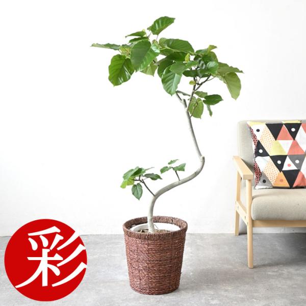 送料無料】無印良品 大型 観葉植物 フィカスウンベラータ 200cm