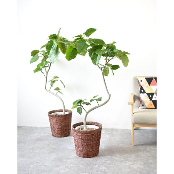 【送料無料】無印良品 大型 観葉植物 フィカスウンベラータ　200cm曲がり 観葉植物 本物 フィカス・ウンベラータ 曲がり樹形 7号鉢 鉢