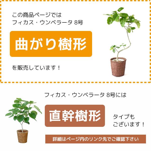 観葉植物 フィカス ウンベラータ 曲がり樹形 8号鉢 大型 室内用