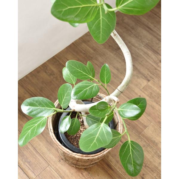 観葉植物 本物 ベンガルボダイジュ フィカス・ベンガレンシス 8