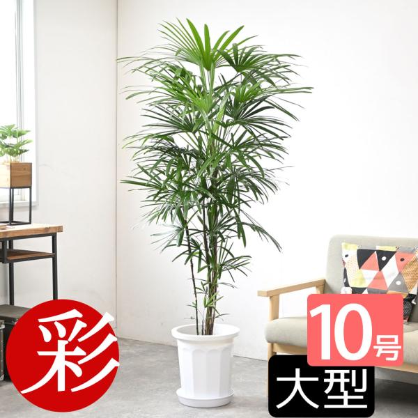 観葉植物 本物 シュロチク 10号鉢 大型 棕櫚竹 背が高い 日陰に強い 玄関 /【Buyee】