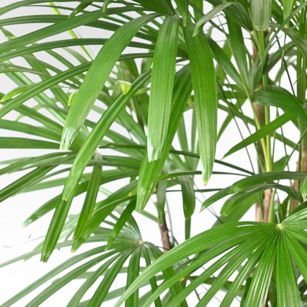 観葉植物 本物 シュロチク 10号鉢 大型 棕櫚竹 背が高い 日陰に強い