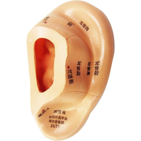 Bc:耳つぼ：耳臨床54例集+臓器/躯体ラミネート+解説冊子/プリント13set 61n90fCGYrL._AC_SY200_QL15_.jpg