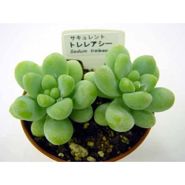 多肉植物トレレアシー多肉植物販売/【Buyee】