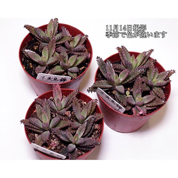 多肉植物 不死鳥錦 /【Buyee】 Buyee - Japanese Proxy Service | Buy