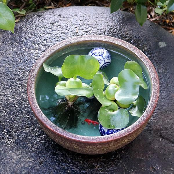 信楽焼 メダカ鉢 睡蓮鉢 水鉢 81 直径３３cm 信楽焼 メダカ鉢 睡蓮鉢 水鉢 81 直径33cm 信楽焼 睡蓮鉢