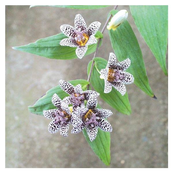 お探しの山野草あります - 植物/観葉植物