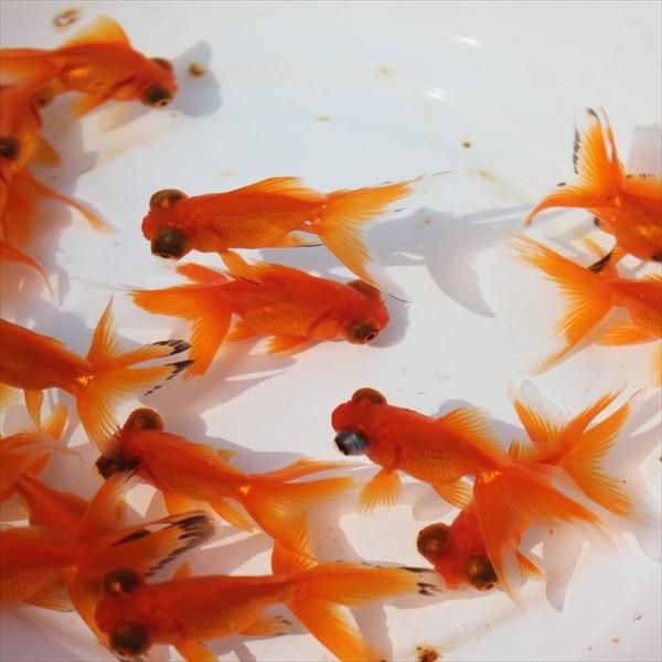 金魚／赤出目金 5匹 /【Buyee】