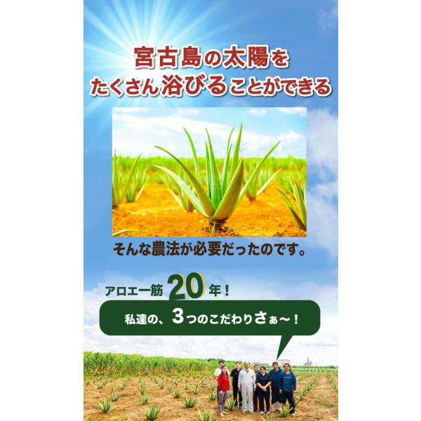 アロエベラ 苗 2株 沖縄・宮古島産｜有機JAS 観葉植物 ガーデニング