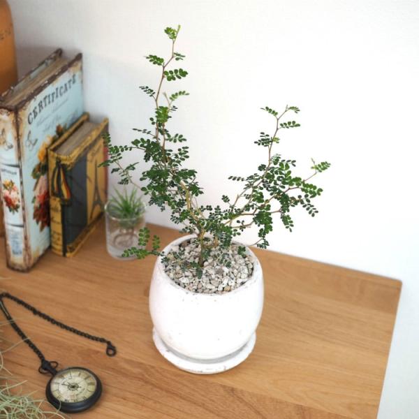 植木鉢 おしゃれ 陶器鉢 釉薬がきれいな卵型ポット MM038-115 4号(11.5