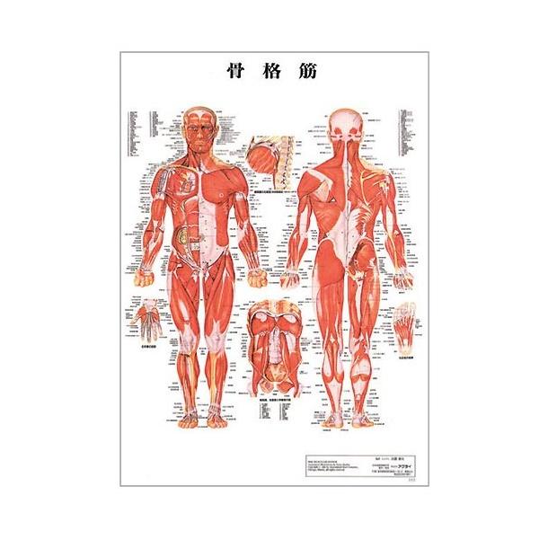 超ポイント祭?期間限定 日本人体解剖学上/下- 日本人体解剖学上/下 ...
