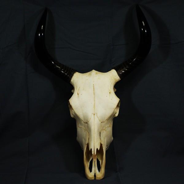 牛頭骨 標本 オブジェ 絵のモチーフ /【Buyee】