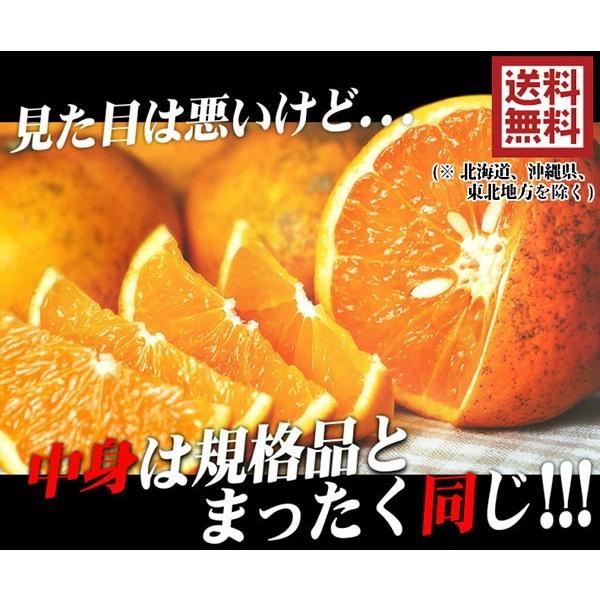 和歌山　清見オレンジ　甘い　訳あり　約20kg 先行予約】 清見オレンジ 3kg ※秀優混合【S～3Lサイズ混合
