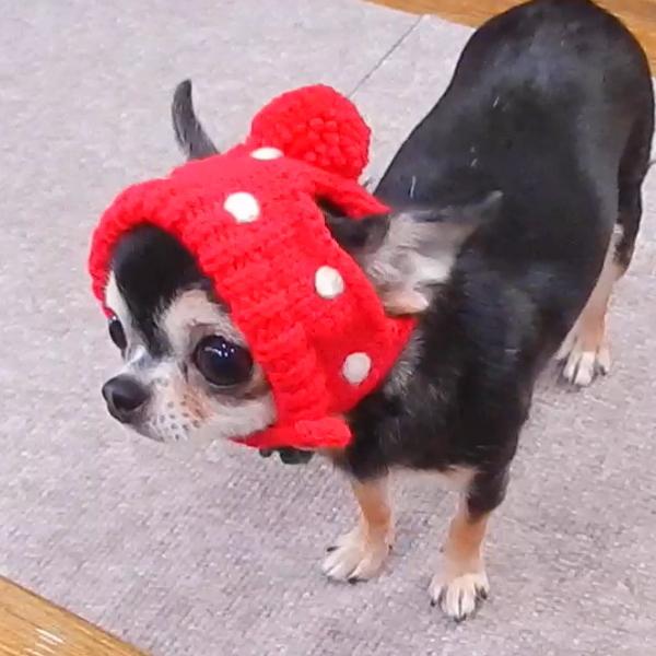 犬 帽子 SkipDog! イチゴチワワ の ニット帽 キャップ 被り物 コスプレ