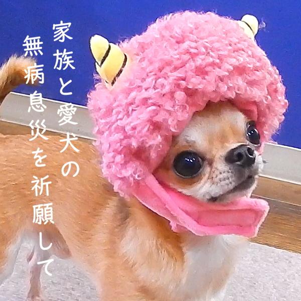 plnmylove様❤️お耳付き帽子♡メッシュ♡コットン♡ハンドメイド犬服 plnmylove様❤️お耳付き帽子♡メッシュ♡コットン
