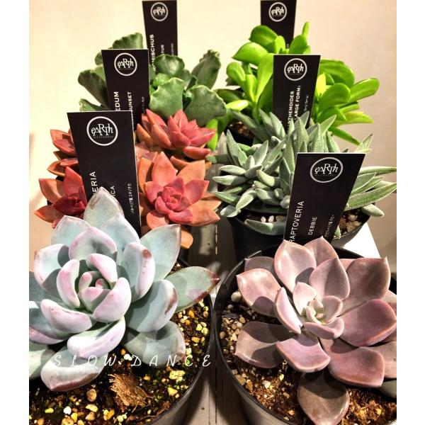 多肉植物の配置　フラワースタンド　アースデザイン アースサキュレンツ3.5号鉢 おまかせ8品種セット/多肉植物 eARTh