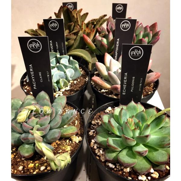 アースサキュレンツ3.5号鉢 おまかせ8品種セット/多肉植物 eARTh アースサキュレンツ3.5号鉢 おまかせ8品種セット/多肉植物 eARTh