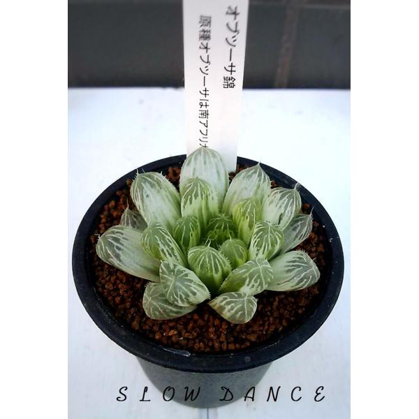 期間限定出品】ハオルチア ピリフェラ RIB0136 多肉植物