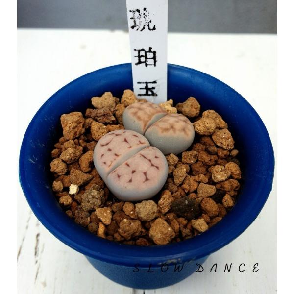 リトープス 琥珀玉 抜き苗でお届けいたします/2号鉢 ハマミズナ科 多肉 