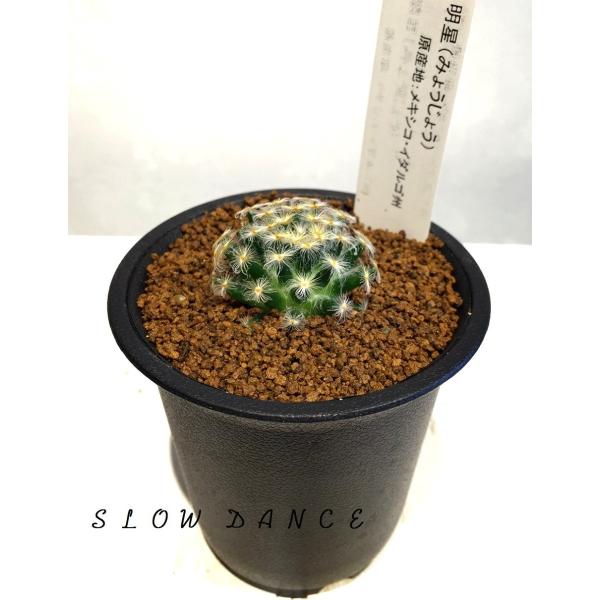 サボテン 明星/2.5号硬質鉢 サボテン科マミラリア属 多肉植物