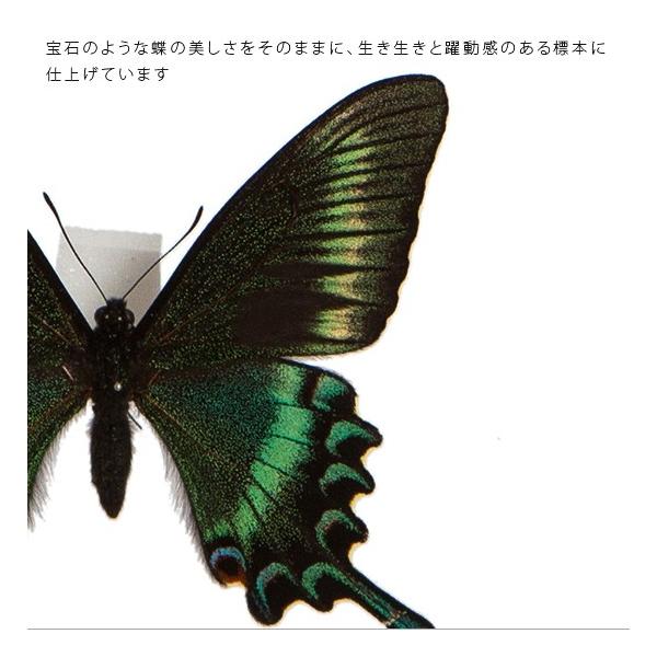 昆虫標本 蝶の標本 ミヤマカラスアゲハ メタリック調ライトフレーム
