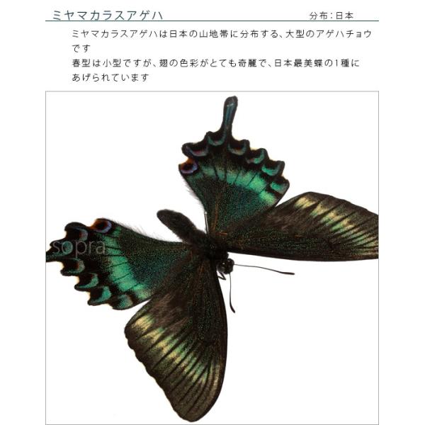 昆虫標本 蝶の標本 ミヤマカラスアゲハ メタリック調ライトフレーム
