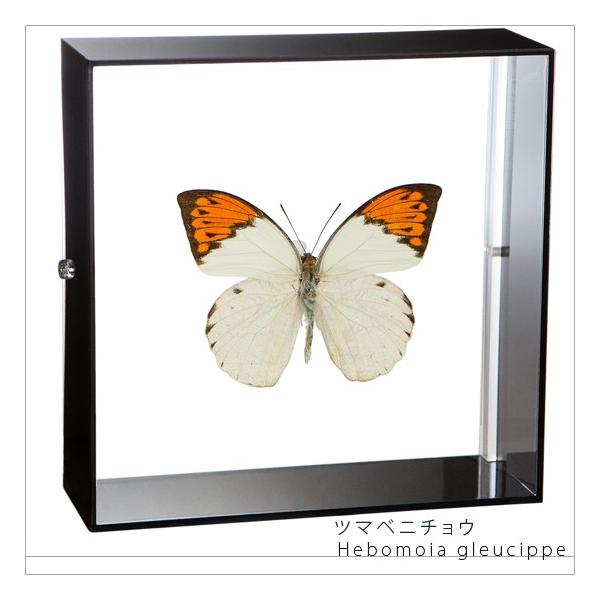 昆虫標本蝶の標本ツマベニチョウアクリルフレーム黒/【Buyee】
