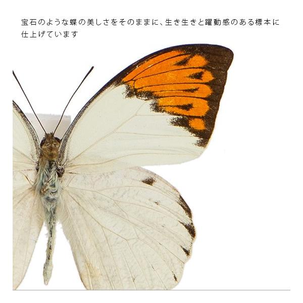 週末セール　蝶の標本 多種類 フレーム付き Amazon.co.jp: 蝶の標本の壁に取り付けられたフォトフレーム