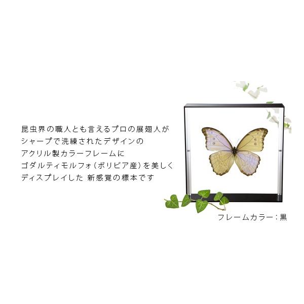 昆虫標本 蝶の標本 ゴダルティモルフォ ボリビア産 アクリル