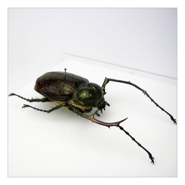 テナガコガネ　♂♀ 昆虫標本 テナガコガネ アクリルフレーム 15cm角 透明 /【Buyee