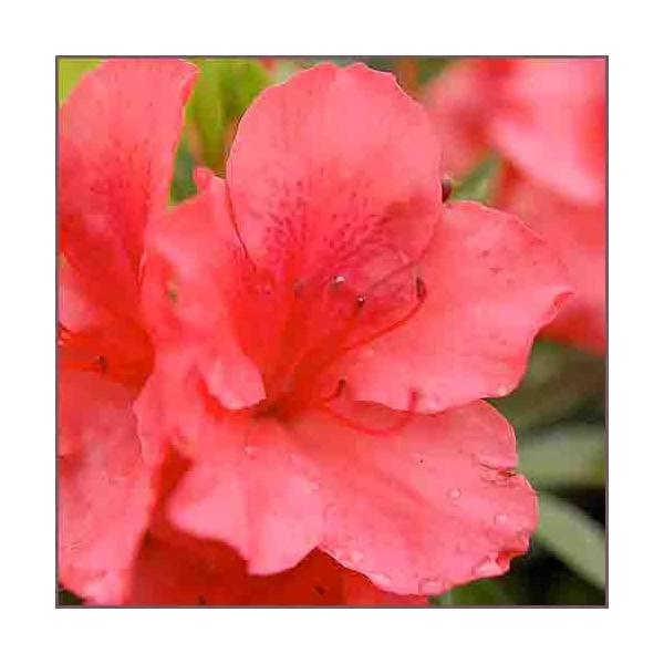 サツキツツジ 苗 紅 12本セット /【Buyee】 Buyee - Japanese Proxy