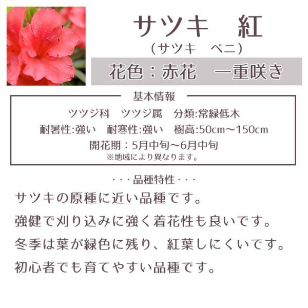 【user_089a169c様ご注文苗】その２ キュウリ接木苗 クラージュ2 | T＆Tナーサリー｜日光市の野菜苗