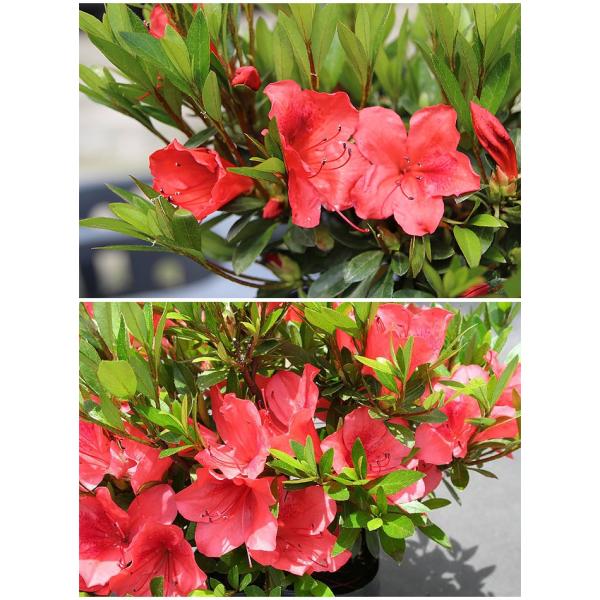 サツキツツジ 苗 紅 12本セット /【Buyee】 Buyee - Japanese