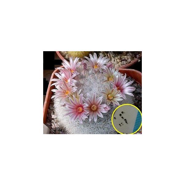 種子15粒 マミラリア・雪白丸(Mammillaria candida) /【Buyee】 Buyee - Japanese Proxy  Service | Buy from Japan!