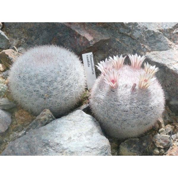 マミラリア 雪白丸
